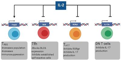 Frontiers | The Potential Of Harnessing IL-2-Mediated Immunosuppression ...